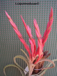 tillandsia caputmedusae