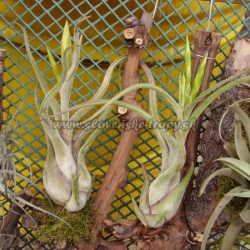 Tillandsia caputmedusae