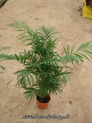 Chamaedorea elegans