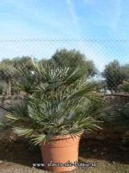 Chamaerops humilis - 14C