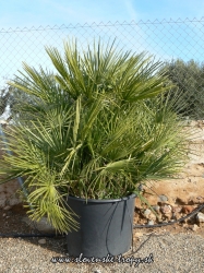 chamereops_humilis_5.JPG