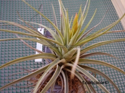 tillandsia concolor