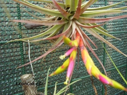 tillandsia concolor