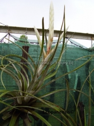 tillandsia copanensis