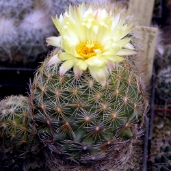 Coryphantha pectinata