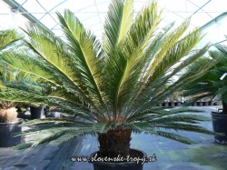 Cycas revoluta CYKAS JAPONSKÝ Cycasy ,Cykas