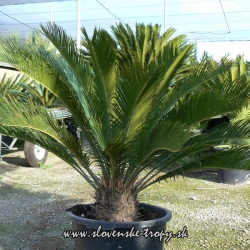 Cycas revoluta CYKAS JAPONSKY 