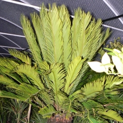 Cycas revoluta CYKAS JAPONSKY 