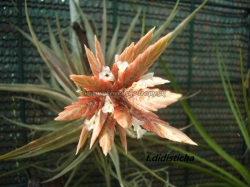 tillandsia didisticha