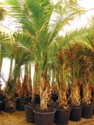 dictyosperma_album_medipalm.jpg