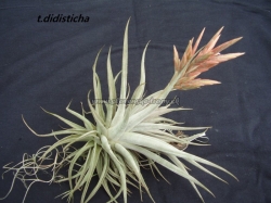 tillandsia didisticha