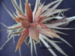 tillandsia didisticha