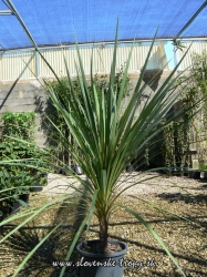 dracena_indivisa_10_l.JPG