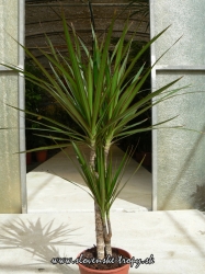 dracena_marginata_2_l.JPG