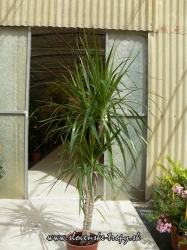 dracena_marginata_3_l.JPG