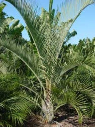 dypsis_decaryi.jpg