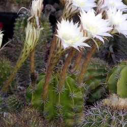 Echinopsis adolphofriedrichii