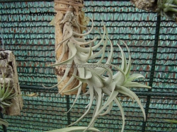 tillandsia edithae