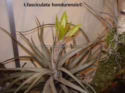 tillandsia fasciculata hondurensis