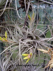 tillandsia fasciculata hondurensis