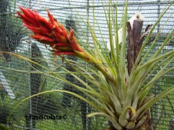 tillandsia fasciculata ,,Colombia,,