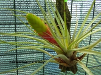 Tillandsia fasciculata