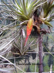 tillandsia fasciculata var.tricolor