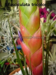 tillandsia fasciculata var.tricolor