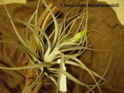 tillandsia fasciculata hondurensis