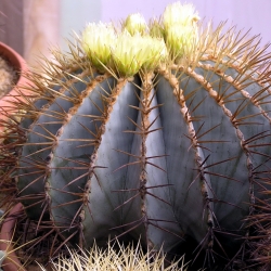 Ferocactus glaucescens