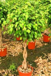 ficus_benjamina_trenzado.jpg