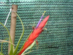 tillandsia flabelata