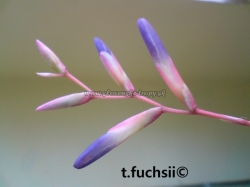 tillandsia fuchsii var.fuchsii f.gracilis