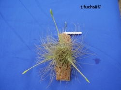 tillandsia fuchsii var.fuchsii f.gracilis