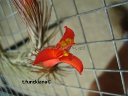 tillandsia funckiana