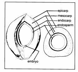 germinating_palm_seeds_2_1.jpg