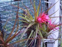 tillandsia globosa