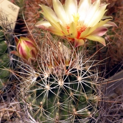 Hamatocactus setispinus