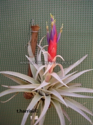 tillandsia harrisii