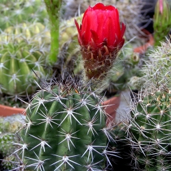 Helianthocereus crassicaulis