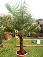 Trachycarpus fortunei -17C výška 120 - 130 cm cm