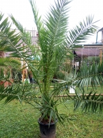 Phoenix canariensis 150-160cm