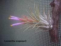 Tillandsia kolbii