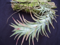 Tillandsia ionantha var.vanhyningii