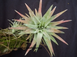 Tillandsia ionantha var.vanhyningii