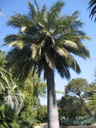 Jubaea chilensis -20C