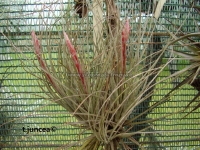 Tillandsia juncea