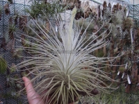 Tillandsia tectorum var.filifoliata