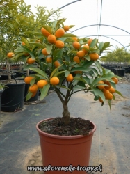 kumquat.JPG