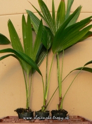 livistona_chinensis_30_40_cm.JPG